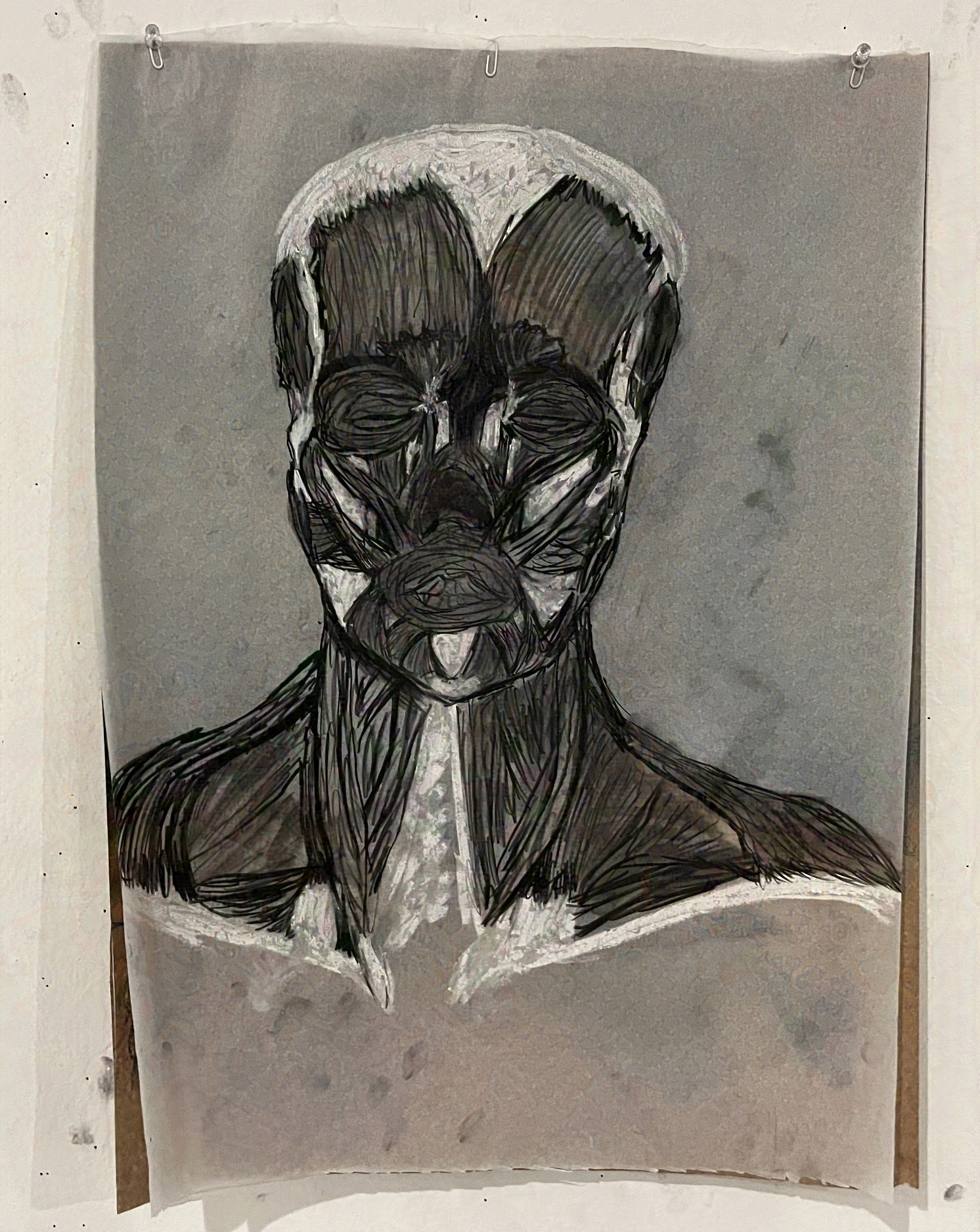 Anatomy Study 4